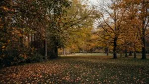 Autumn Leaves in the Park Golden