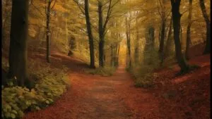 Autumn Woodland Path