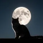 Cat Silhouette Against Moonlit Sky