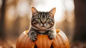 Cat in a Pumpkin Funny Halloween