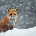 Charming Red Fox in Winter Snow