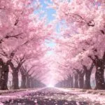 Cherry Blossom Trees Petals Fallen Pink