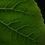 Close Up Green Leaf Veins Macro Photo