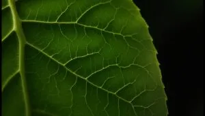 Close Up Green Leaf Veins Macro Photo