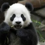 Cute Baby Panda Eating Bamboo