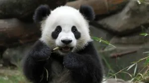 Cute Baby Panda Eating Bamboo