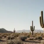 Desert Cactus Plants Arid Scenery Minimal