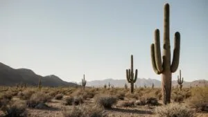 Desert Cactus Plants Arid Scenery Minimal