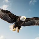 Detailed Eagle Soaring Through the Sky