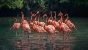 Flamingo Group Standing in Shallow Water