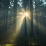 Foggy Morning Redwood Forest Sun Rays