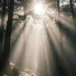 Forest Canopy Sunbeam Rays Misty Fog Atmosphere