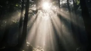 Forest Canopy Sunbeam Rays Misty Fog Atmosphere