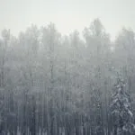 Fresh Snowfall on the Aspen Grove