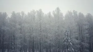 Fresh Snowfall on the Aspen Grove