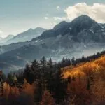Golden Larch Trees in the Swiss Alps