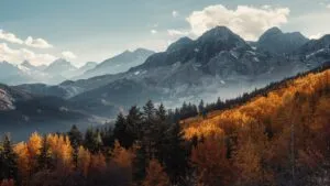 Golden Larch Trees in the Swiss Alps