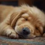 Golden Retriever Puppy Sleeping Peacefully
