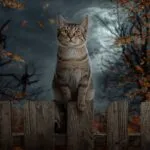 Halloween Cat on Fence