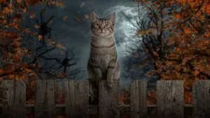 Halloween Cat on Fence