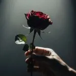 Hand Holding Single Wilted Rose Dark
