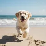 Happy Labrador Puppy Beach Day