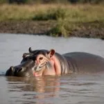 Hippopotamus Submerged in Muddy River