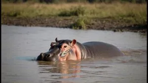 Hippopotamus Submerged in Muddy River