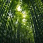 Japanese Bamboo Forest Tall Green Stems