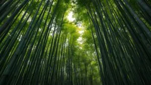 Japanese Bamboo Forest Tall Green Stems