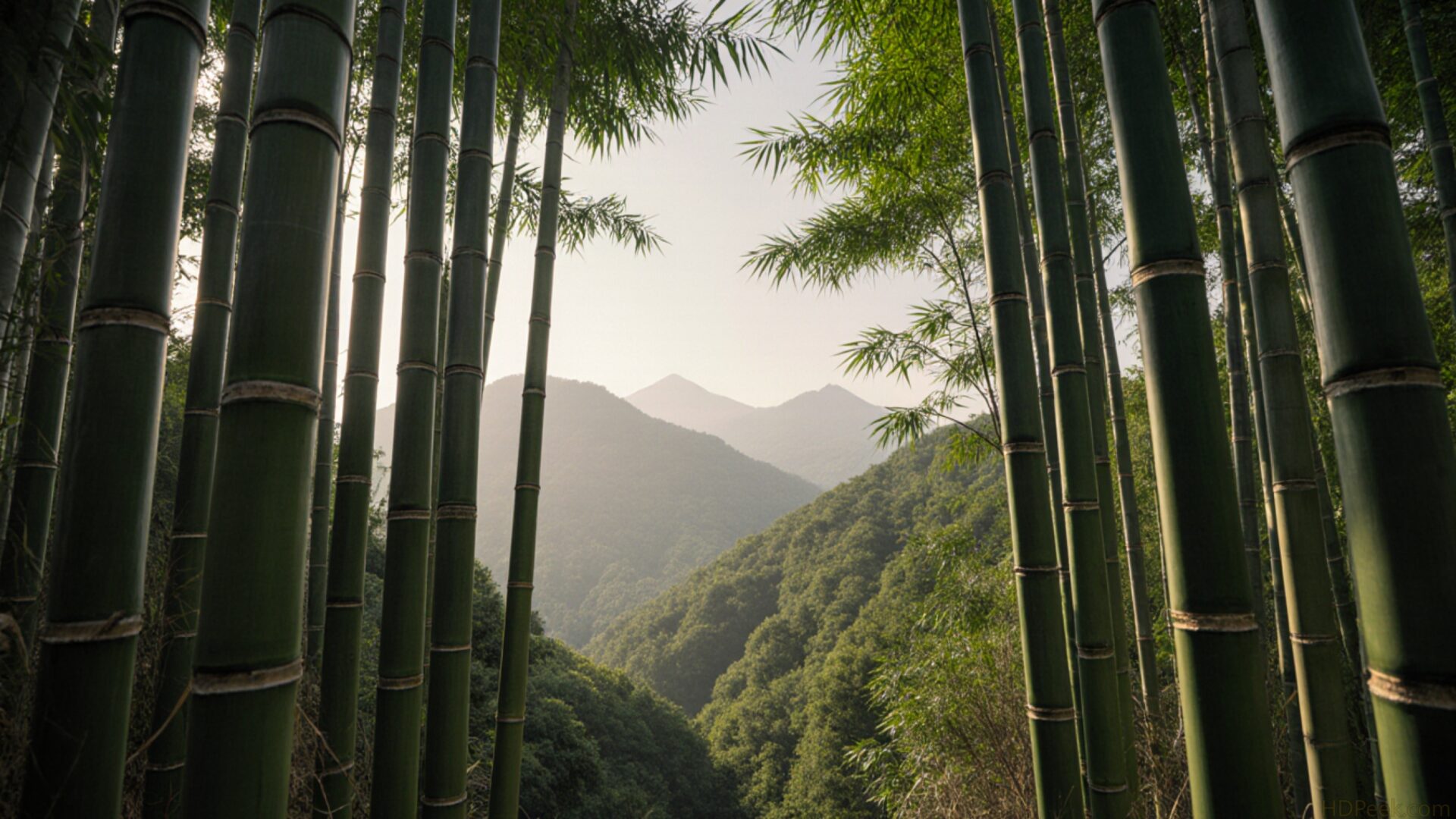 japanese bamboo forest vertical green zen texture design wallpaper, nature, asian, design, japanese bamboo forest, peaceful, tall, vertical green, zen texture, desktop, mobile, background