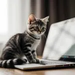 Kitten Sitting on a Laptop Screen