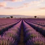 Lavender Field Purple Rows Provence Scene