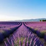Lavender Field Purple Rows Provence Scene Summer Bloom