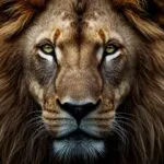 Majestic Lion Head Closeup Portrait