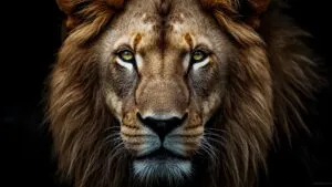 Majestic Lion Head Closeup Portrait