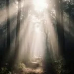 Misty Forest Path Sunbeam Rays Fog