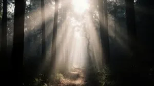 Misty Forest Path Sunbeam Rays Fog