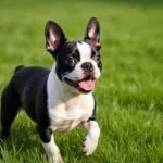 Playful Boston Terrier in the Grass