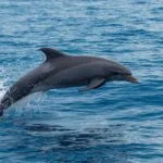 Playful Dolphin Leaping in the Ocean