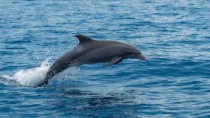 Playful Dolphin Leaping in the Ocean