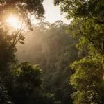 Rainforest Canopy Green Lush Vivid Detail