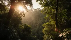 Rainforest Canopy Green Lush Vivid Detail