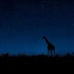 Serengeti Night Abstract Giraffe Silhouette
