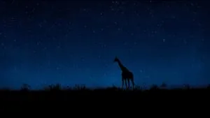 Serengeti Night Abstract Giraffe Silhouette