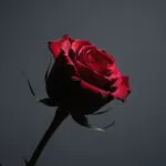 Single Red Rose Object