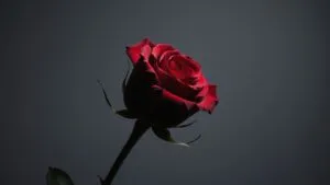 Single Red Rose Object