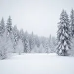 Snowy Winter Landscape Trees White Covered