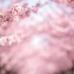 Spring Cherry Blossom Festival Pink Soft Focus Photograph