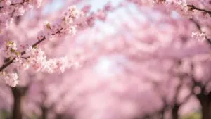 Spring Cherry Blossom Festival Pink Soft Focus Photograph